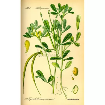 FENUGREC GRAINE IPHYM Herboristerie Trigonella foenum-graecum L.