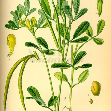 Bockshornkleesamen Iphym Herboristerie Trigonella foenum-graecum L.