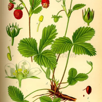 Folha solta MORANGO Fragaria vesca IPHYM Herbalism