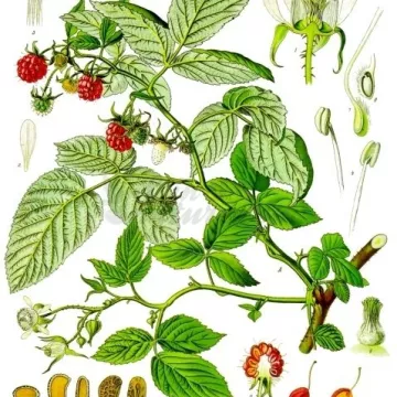 Листьев малины CUT IPHYM Травничество Rubus Idaeus Л.