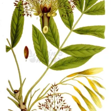 Esche Blatt Tigette geschnitten Iphym Herboristeria Fraxinus excelsior L.