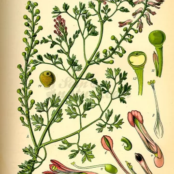 Fumitória Planta de corte Iphym Herboristerie Fumaria officinalis L.