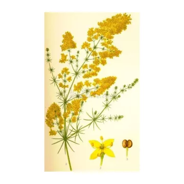 Gaillet jaune CAILLE LAIT COUPEE IPHYM Herboristerie Galium verum L.