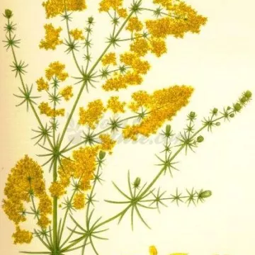 Yellow bedstraw CAILLE MILK IPHYM Galium verum Herbalism