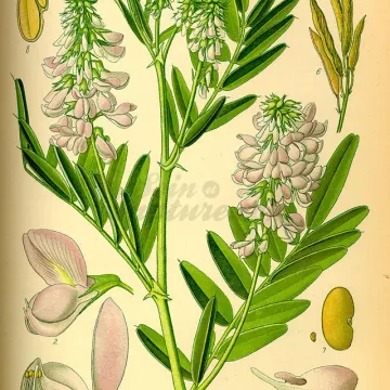 GALEGA IPHYM Herbalism Galega officinalis