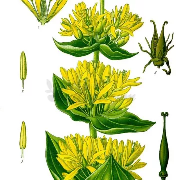 Genziana radice tagliare IPHYM Herb Gentiana lutea