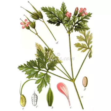GERANIUM ROBERT PLANTE COUPEE IPHYM Herboristerie Geranium robertianum L.