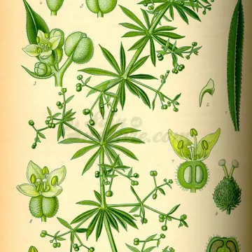 Hakmessen Kleefkruid Galium aparine L. Herbalism