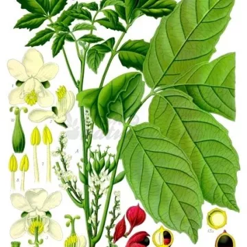 Guaraná Paullinia cupana hierba SEED IPHYM Kunth.