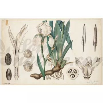 IRIS FLORENCE Rhizome coupé IPHYM Herboristerie Iris florentina