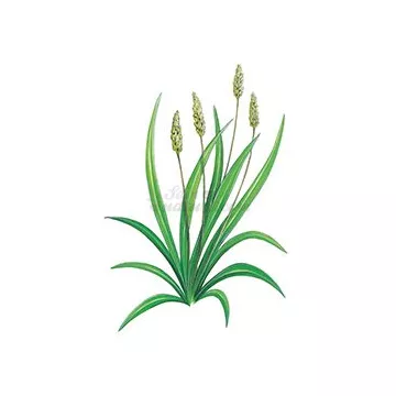 Ispaghul SEED (PSYLLIUM ROSE) IPHYM Herb Plantago ovata F.