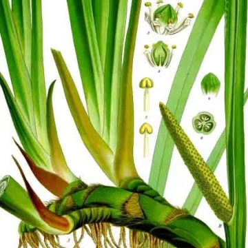 Gewöhnlicher Kalmus (Calamus) Rhizom Iphym Herboristerie