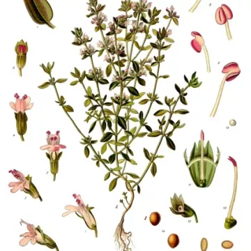 THYME ganze Blatt IPHYM Herb Thymus vulgaris L. / Thymus L. zygis