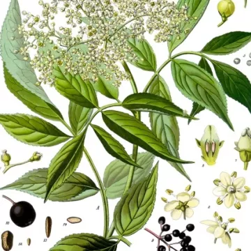 Holunder - Montierte Blüte Iphym Kräuterkunde Sambucus nigra