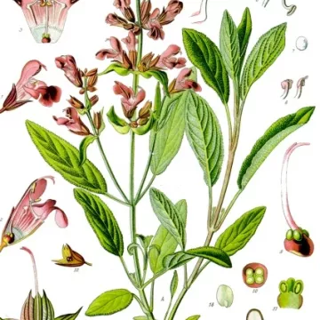 SAGE OFFICINALE BLATT geschälten IPHYM Herb Salvia officinalis L.