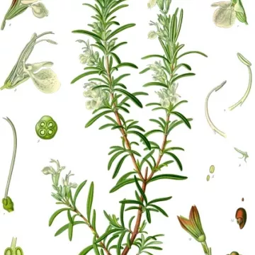 ROSEMARY LEAF IPHYM Herbs Rosmarinus officinalis