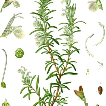 Rosmarin Blatt Iphym Kräutermedizin Rosmarinus Officinalis