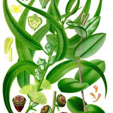 EUCALYPTUS Losse vellen IPHYM Herbalism Eucalyptus globulus Labill