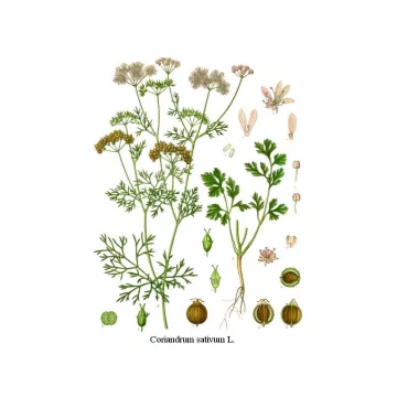 CORIANDOLO Coriandrum sativum FRUTTA IPHYM Herbalism
