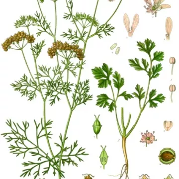 CORIANDER Coriandrum посевного ФРУКТЫ IPHYM Травничество