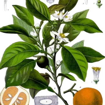 Arancio amaro SCHEDA arancione CUT IPHYM Herb Citrus aurantium L.