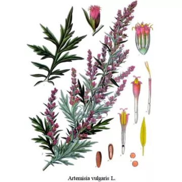 Armoise commune (vulgaire) Feuille HERBORISTERIE Artemisia vulgaris