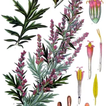 Artemísia (vulgar) Folha HERBORISTERIE Artemisia vulgaris