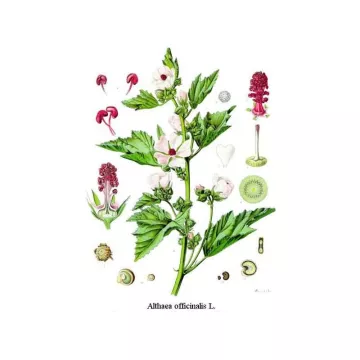 MARSHMALLOW radice taglio Althaea officinalis L. Herb IPHYM