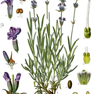 Flor de lavanda hierba Lavandula angustifolia IPHYM