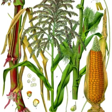 STIGMA MAAR CUT IPHYM Herbalism Zea maïs L.