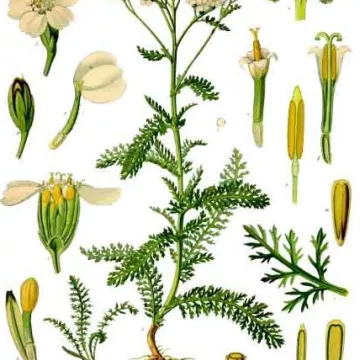 MILLE FOGLIE CUP IPHYM luminare Herb Achillea millefolium L.