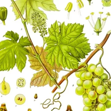 Red Vine Cut Leaf Iphym Herbalism Vitis vinifera