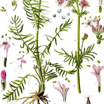 VALERIANE ROOT CUT IPHYM Herbs Valeriana officinalis L.