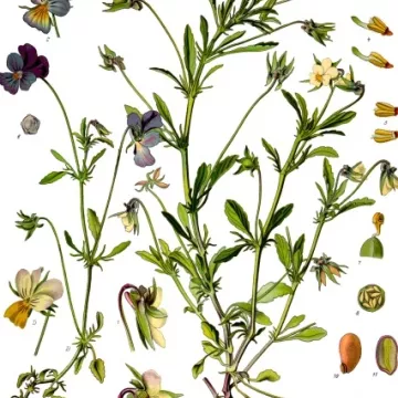 PENSEI plantas selvagens CUT IPHYM Herbalism Viola tricolor L. / V. arvensis Murray