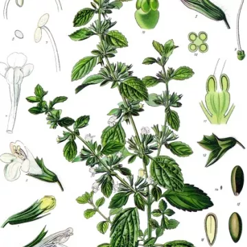 Melisse Blatt Iphym Herboristerie Melissa officinalis L.