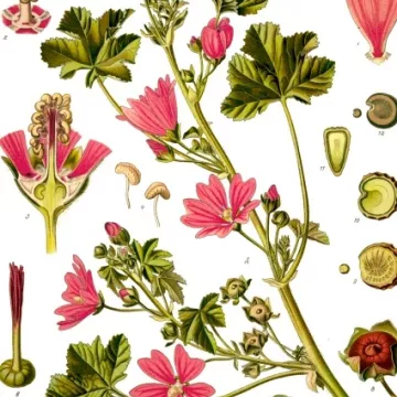 PURPLE FLOWER IPHYM Herbalism Malva sylvestris L.