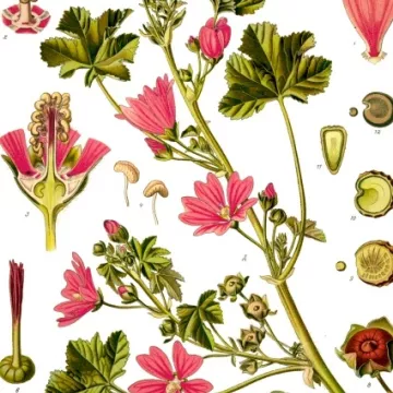 Malve Blume Iphym Kräuterkunde Malva sylvestris L.