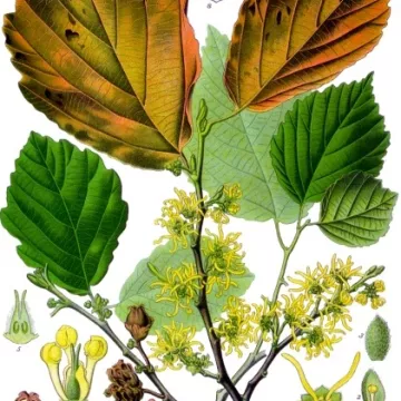 Folhas avulsas Hamamelis IPHYM Herbalism Hamamelis virginiana L.