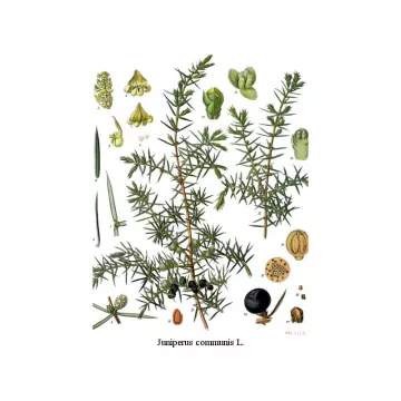 Bacche di ginepro frutta IPHYM Herbalism Juniperus communis