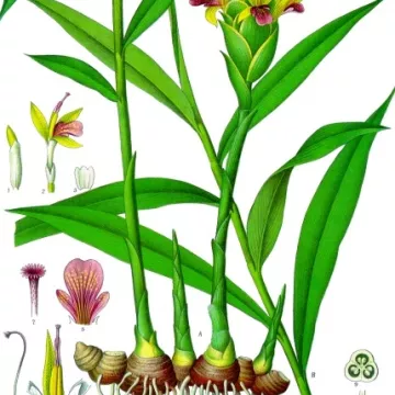 Ingwerrhizom (Root) Zingiber officinale Roscoe IPHYM Kräuterkunde