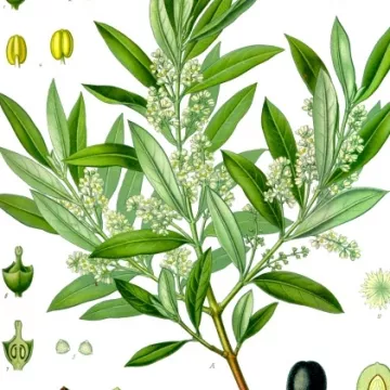 OLIVIER foglia intera IPHYM Erboristeria Olea europaea L.