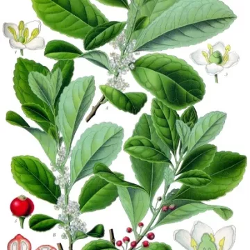 Verde Maté Folha cortada Iphym Herboristerie Ilex paraguariensis
