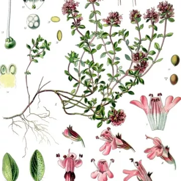 Serpolet TAGLIO IMPIANTI IPHYM Herb Thymus serpyllum L.