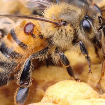 Trattamento naturale anti-anti-Varroa peste ANTI-Nosema