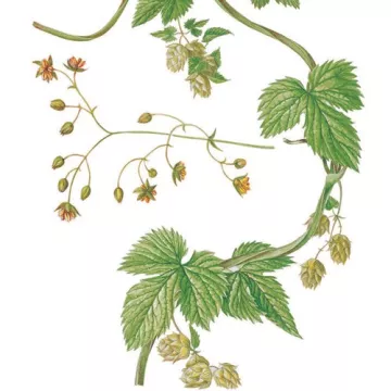 MEDIA VERDE HOPS Humulus lupulus cono IPHYM Hierbas