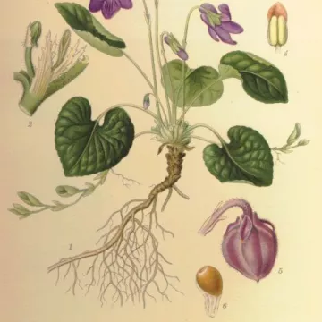 VIOLETTE FLEUR IPHYM Herboristerie Viola odorata L.