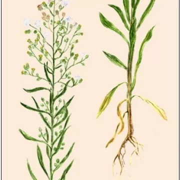 Vergerette du Canada Cut plant Iphym Herboristerie
