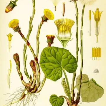TUSSILAGE FEUILLE COUPEE IPHYM Herboristerie Tussilago farfara L.