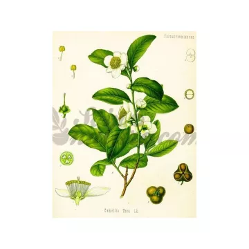 Tè verde foglie intere Iphym Herbalism Camellia sinensis