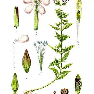 CORTE DE LA PLANTA berberecho IPHYM herboristería Saponaria officinalis L.